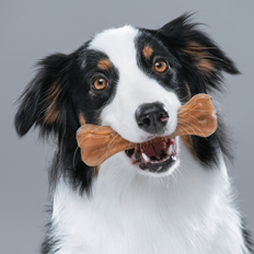 Pet Supplies