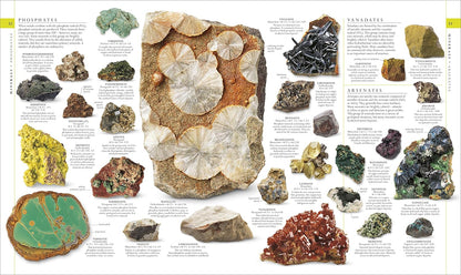 Natural History (DK Definitive Visual Encyclopedias)