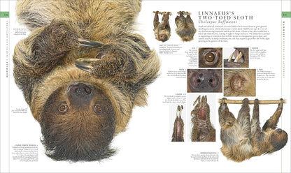 Natural History (DK Definitive Visual Encyclopedias)