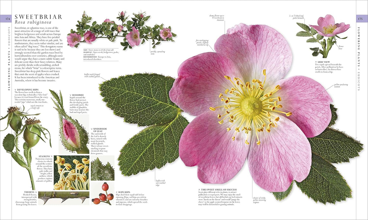Natural History (DK Definitive Visual Encyclopedias)