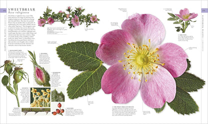 Natural History (DK Definitive Visual Encyclopedias)