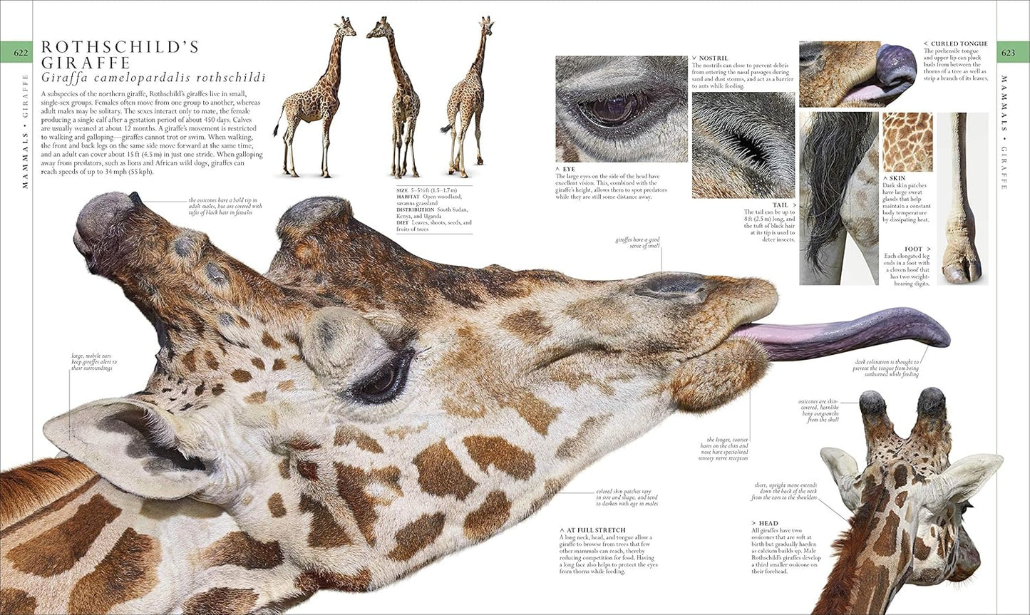 Natural History (DK Definitive Visual Encyclopedias)