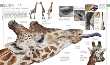 Natural History (DK Definitive Visual Encyclopedias)
